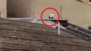 dog or cat