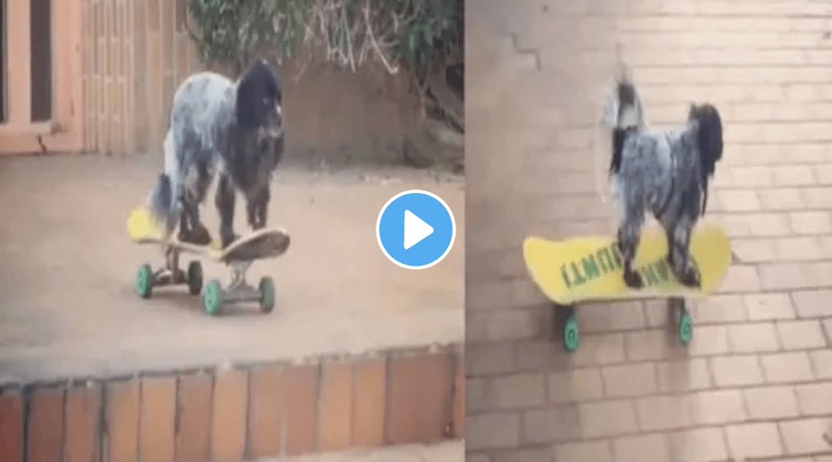dog skating