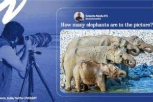Viral Photo: ४ की ६? फोटोमध्ये नक्की किती हत्ती आहेत?