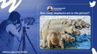 elephant family photo puzzle
