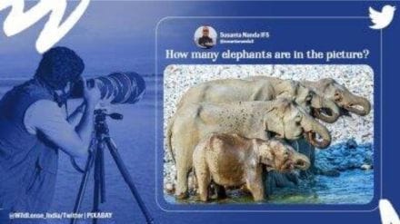 elephant family photo puzzle