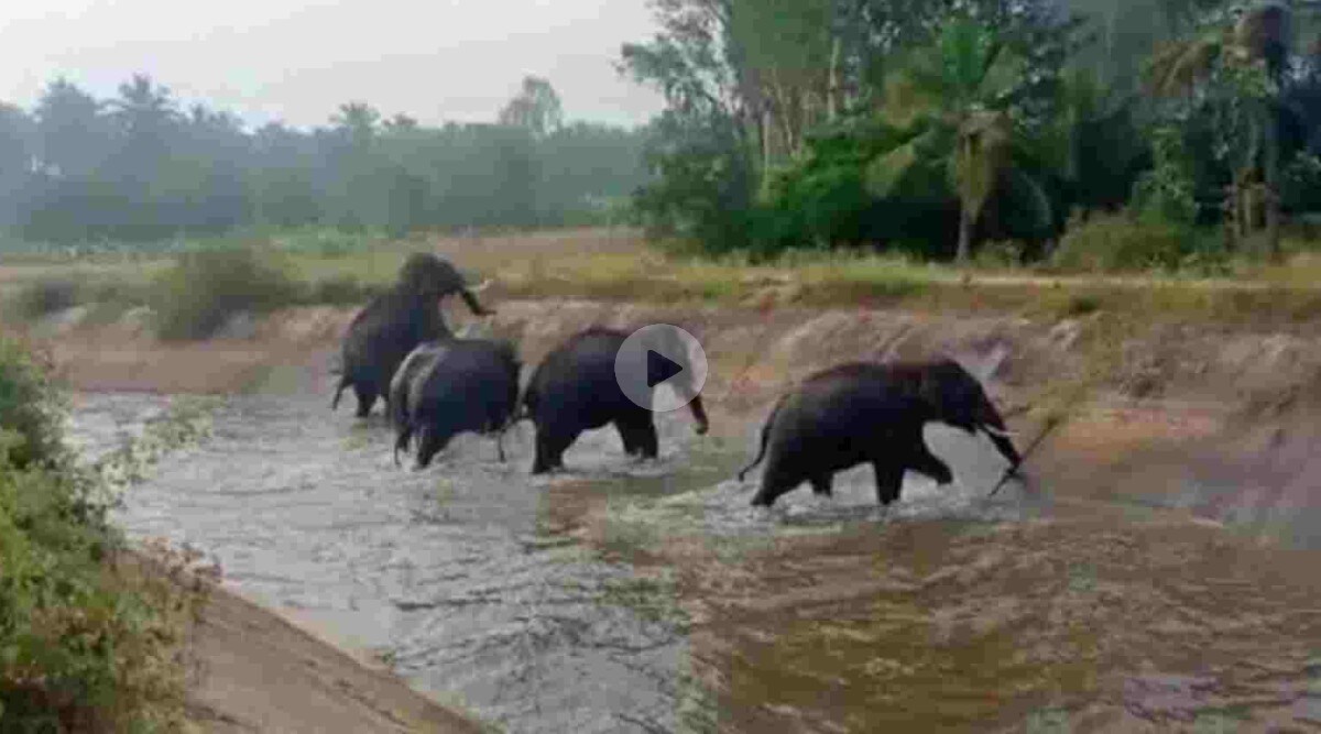 elephant in canal