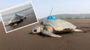 Olive Ridley, Sea Turtle, satellite tagging on Turtle,