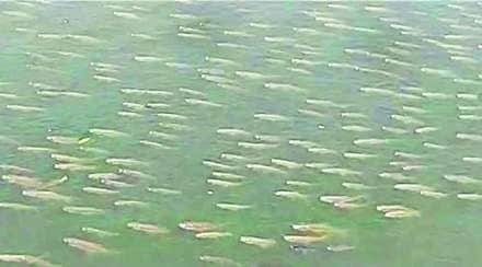 पंचगंगेत हजारो मासे पाण्यावर…; वाढते प्रदूषण