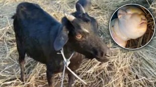 goat gave birth to human like child