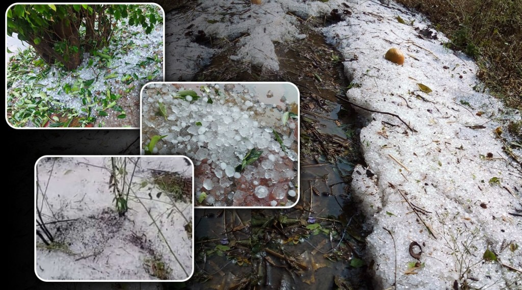 hailstorm in vidarbha