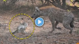 impala-baby-tries-escaping-python