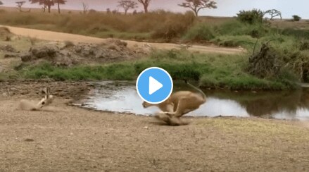 lion attack on deer