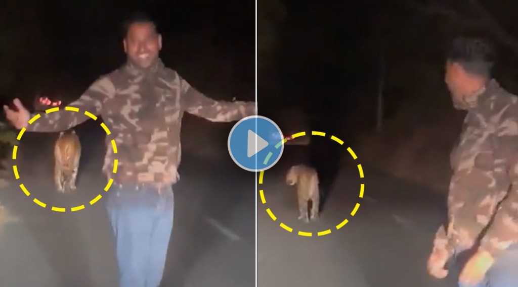 man walking behind tiger