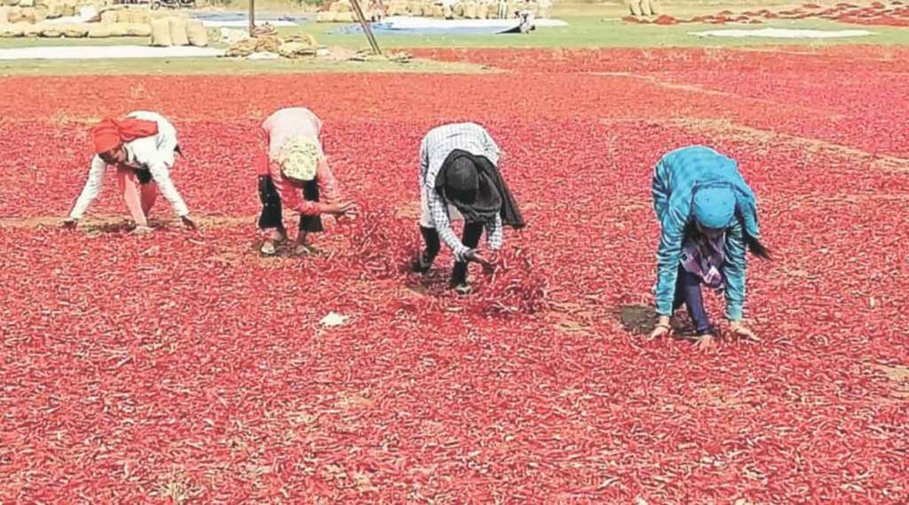 नंदुरबारच्या मिरचीपुढे अडथळय़ांची मालिका