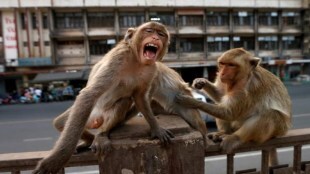 monkey thailand