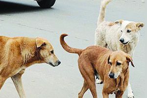 street dogs