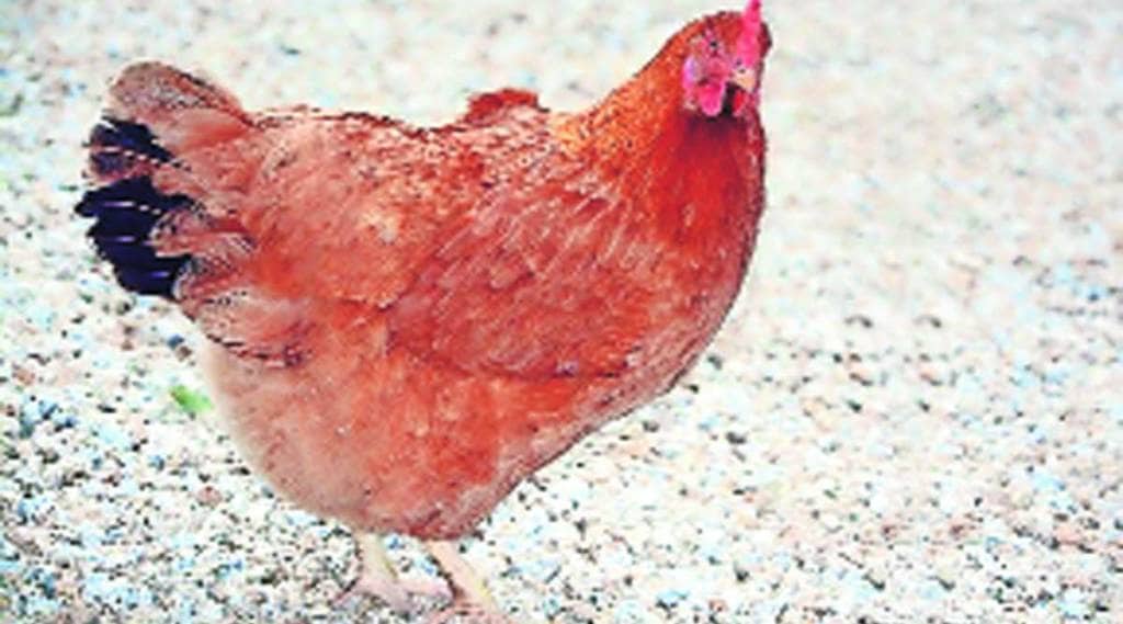 भाषासूत्र : कोंबडी लारगावली अन् म्हैस ओवाळली..