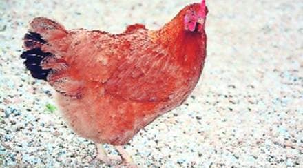 भाषासूत्र : कोंबडी लारगावली अन् म्हैस ओवाळली..