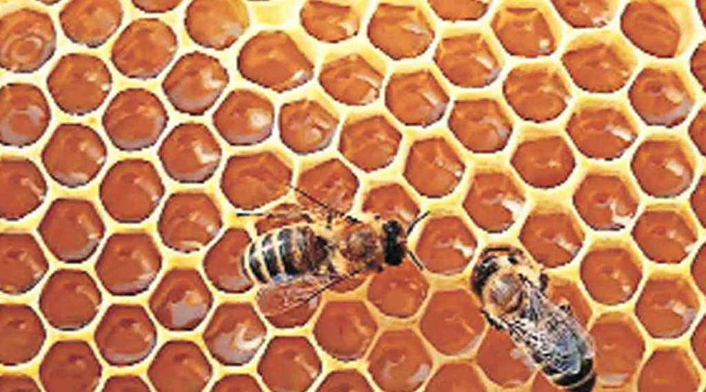 कुतूहल : मध आणि मधमाशी