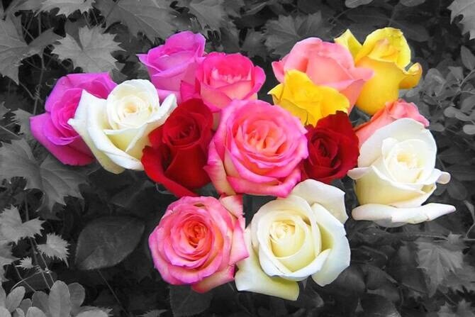 Valentine’s Day पूर्वी जाणून घ्या गुलाबाच्या फुलांचे रंगानुसार अर्थ