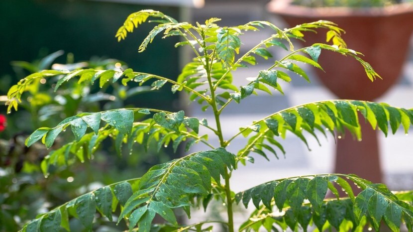 व्हिटॅमिन ए आणि सीने भरपूर असलेल्या कडीपत्त्याचे सेवन केल्याने त्वचा निरोगी राहते. (Photo : Pixabay)