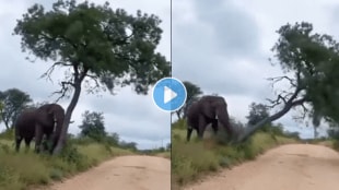 Elephant_Viral_Video