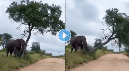 Elephant_Viral_Video