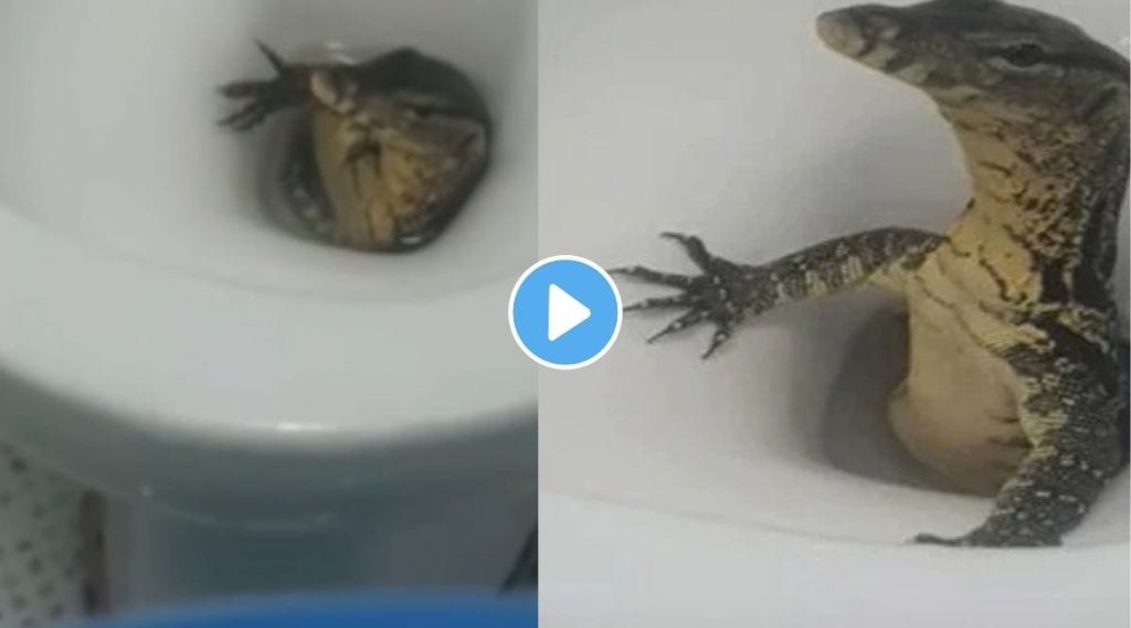 Monitor Lizard viral video