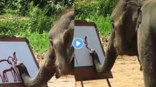 Elephant-Video