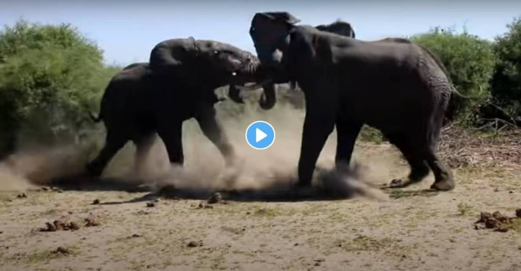 Elephant-Viral-Video