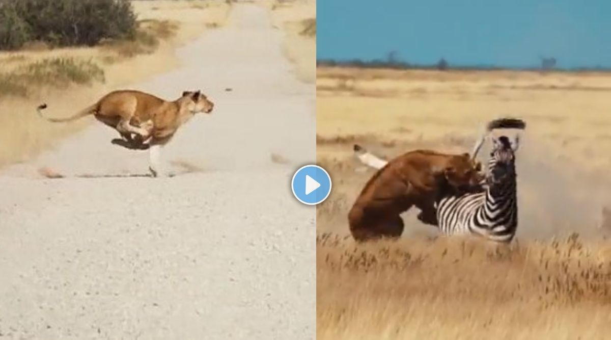 One zebra and five lionesses