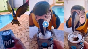 Parrot_ColdDrink1