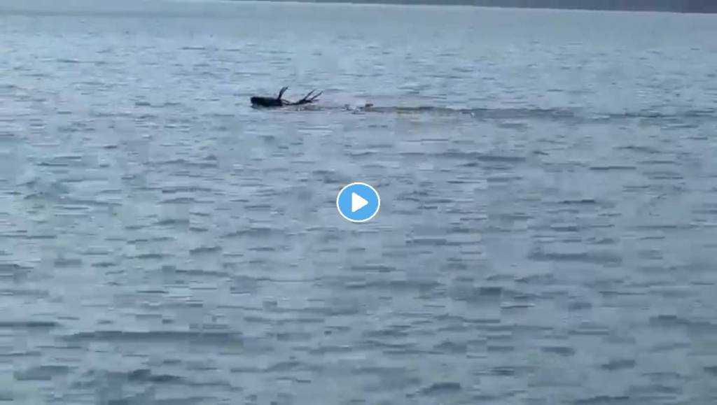 Deer-Swimming-Viral-Video