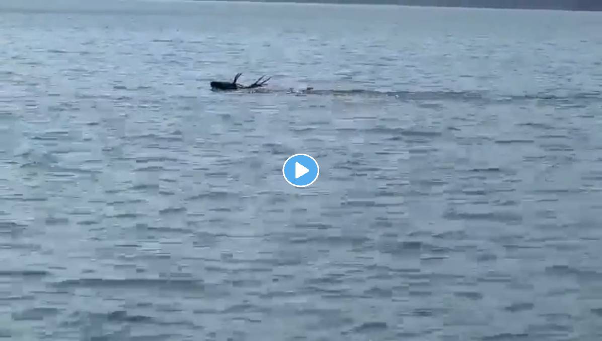 Deer-Swimming-Viral-Video