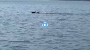 Deer-Swimming-Viral-Video