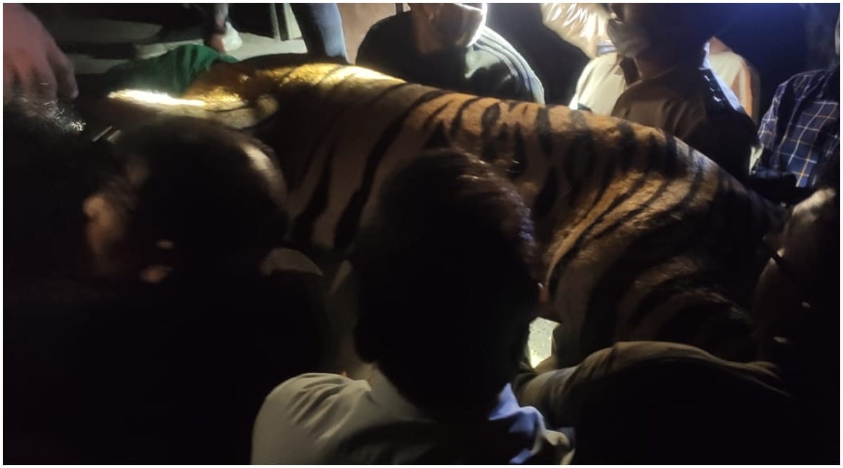 चंद्रपूर महाऔष्णिक केंद्रात ४ वाघांची दहशत, कामगाराचा बळी घेणाऱ्या पट्टेदार नराला पकडण्यात वन विभागाला यश