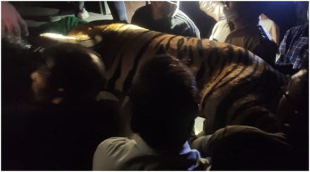 चंद्रपूर महाऔष्णिक केंद्रात ४ वाघांची दहशत, कामगाराचा बळी घेणाऱ्या पट्टेदार नराला पकडण्यात वन विभागाला यश