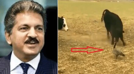 anand mahindra viral tweet