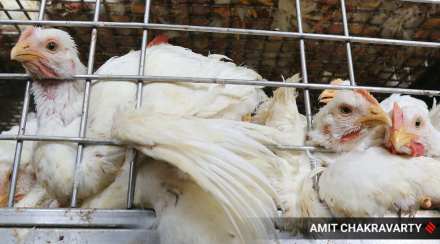 Bird flu kills domestic chickens and ducks in Shahapur