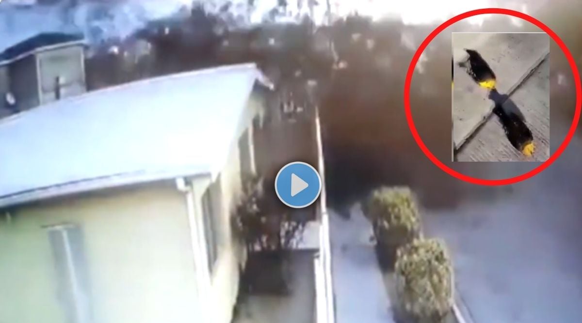 birds mysteriously fell from sky