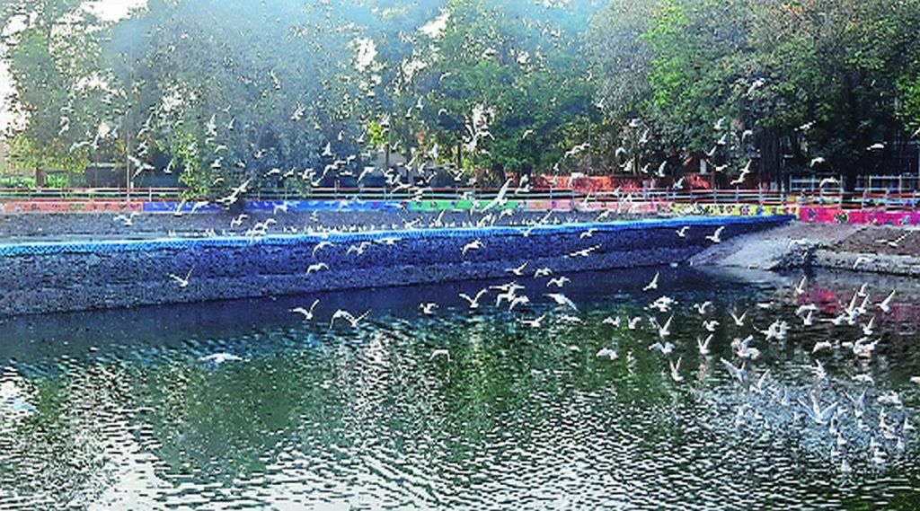 ‘फ्लेमिंगो सिटी’ अर्थात नवी मुंबईतील वाशी तलावात सध्या तिबेटीयन गल पक्षी हजारोंच्या संख्येने आले आहेत. कबुतरासारखे दिसणारे हे तिबेटीयन गल पक्षी पांढऱ्या रंगाचे असून त्यांचे डोके तपकिरी रंगाचे असते.