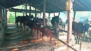 30 cowsheds in vidarbha closed due no grant from few months