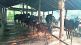 30 cowsheds in vidarbha closed due no grant from few months