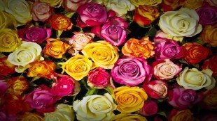 rose 26