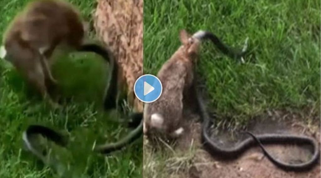 snake and rabbit fight