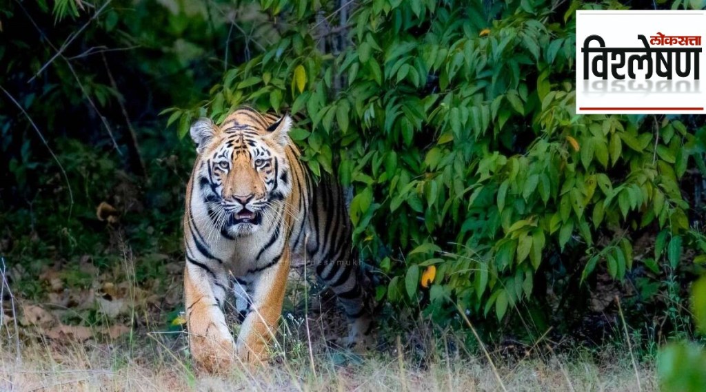 tiger poachers Baheliya Pattern