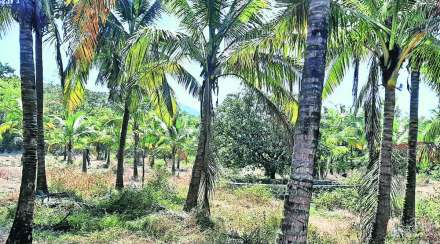 किरीट सोमय्या यांनी आरोप केलेल्या कोर्लई येथील जमिनीवर बंगले नसून, झाडे असल्याचे सरपंचांनी स्पष्ट केले आहे.