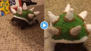 turtle wearing a sweater