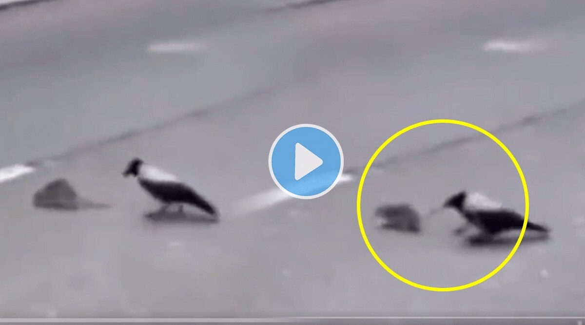 Crow_Rat_Viral_Video