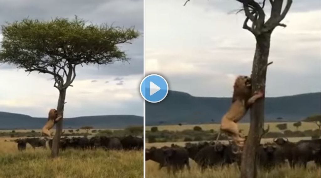Lion Climbs On Tree