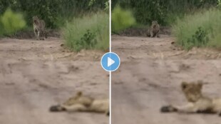 Lioness_Leopard