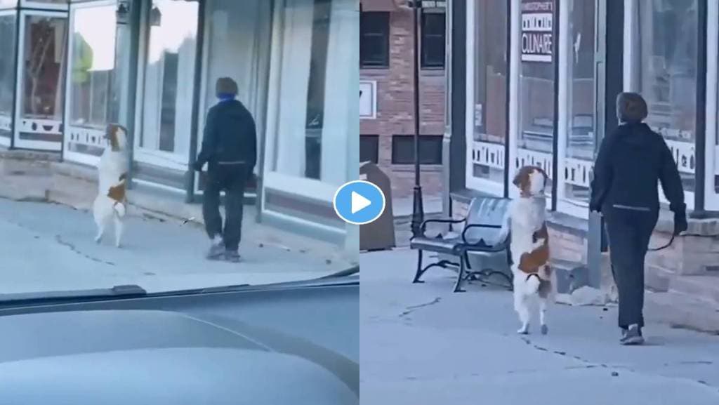 Dog-Video-Viral