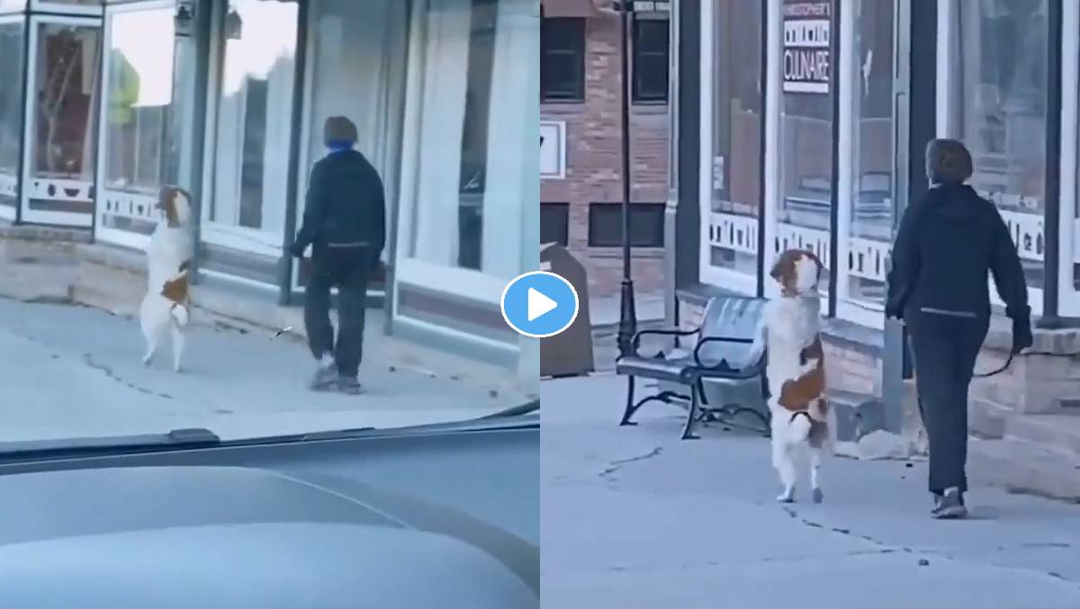 Dog-Video-Viral
