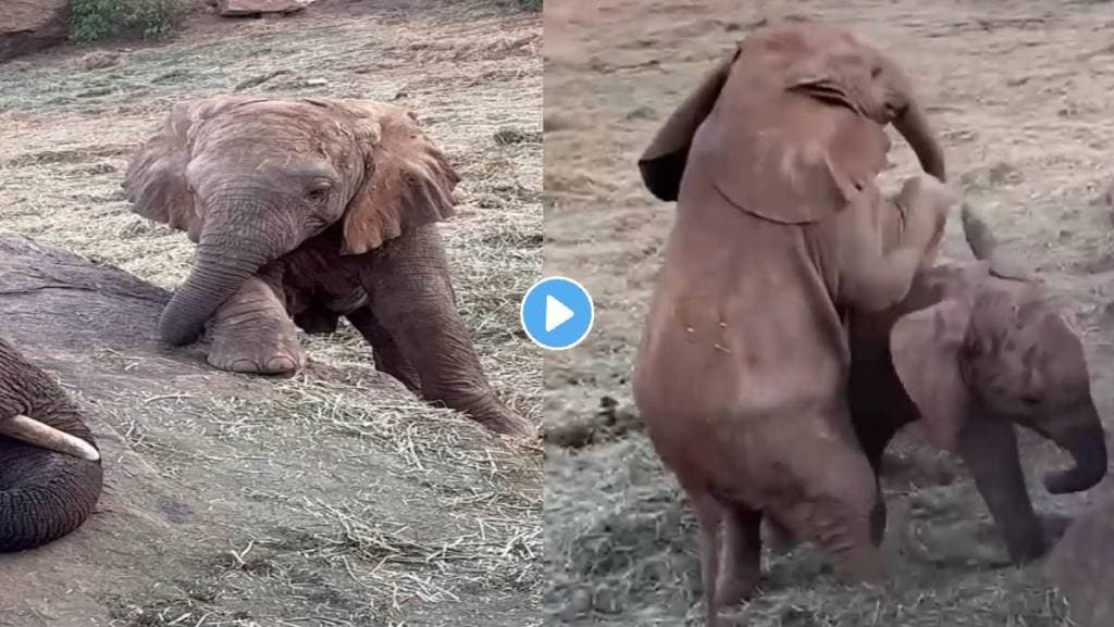 baby-elephant-tumbling